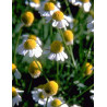TSA MATRICARIA CHAMOMILLA 50ML