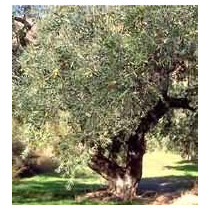 TSA OLEA EUROPEA 50ML