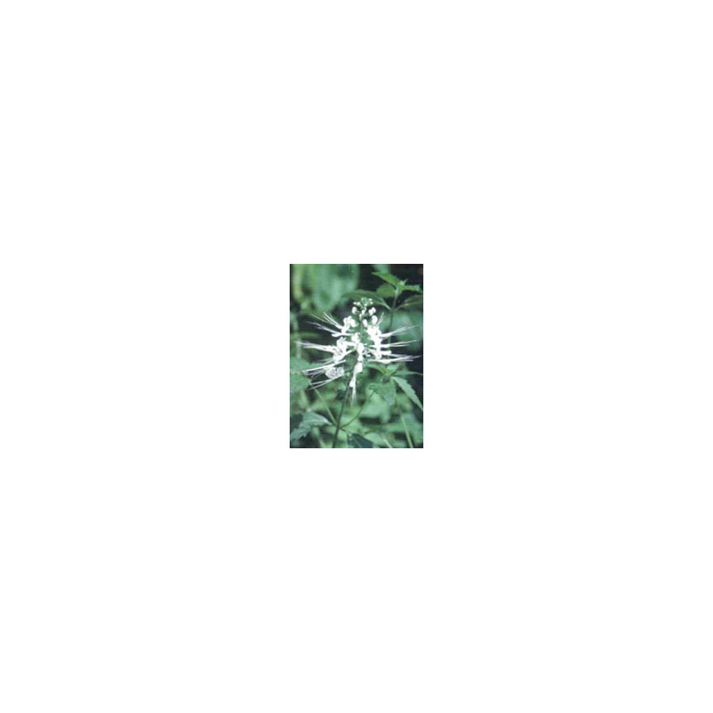 TSA ORTHOSIPHON STAMINEUS 50ML