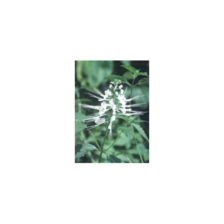 TSA ORTHOSIPHON STAMINEUS 50ML