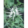 TSA ORTHOSIPHON STAMINEUS 50ML