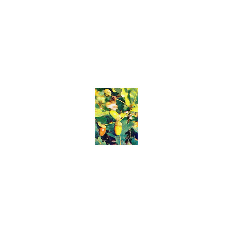 TSA QUERCUS ROBUR 50ML