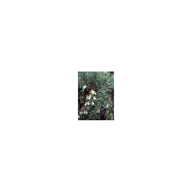 TSA ROSMARINUS OFFICINALIS50ML