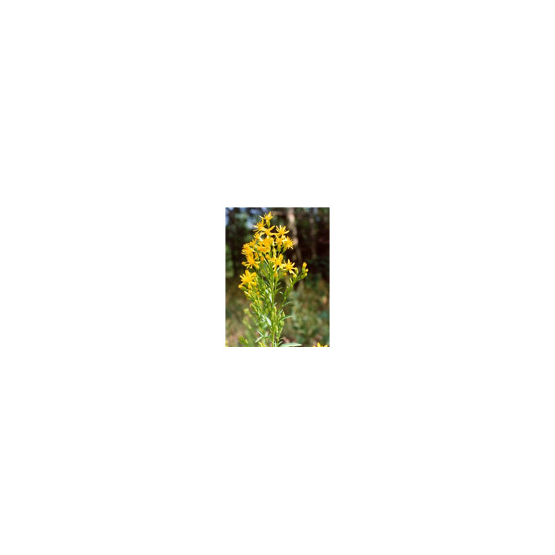 TSA SOLIDAGO VIRGAUREA 50ML