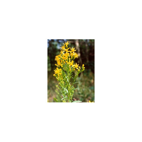 TSA SOLIDAGO VIRGAUREA 50ML