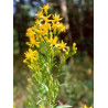 TSA SOLIDAGO VIRGAUREA 50ML