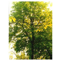 TSA TILIA EUROPEA 50ML
