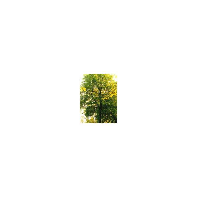 TSA TILIA EUROPEA 50ML