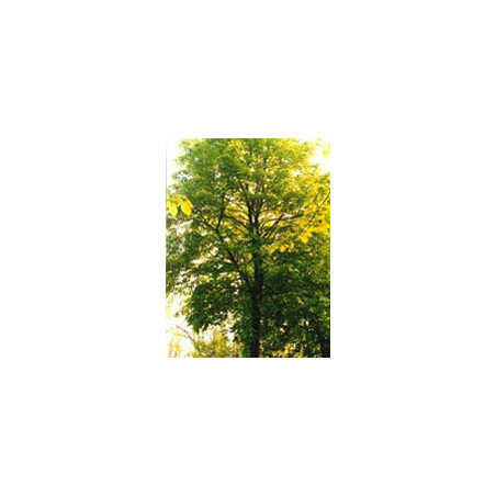 TSA TILIA EUROPEA 50ML