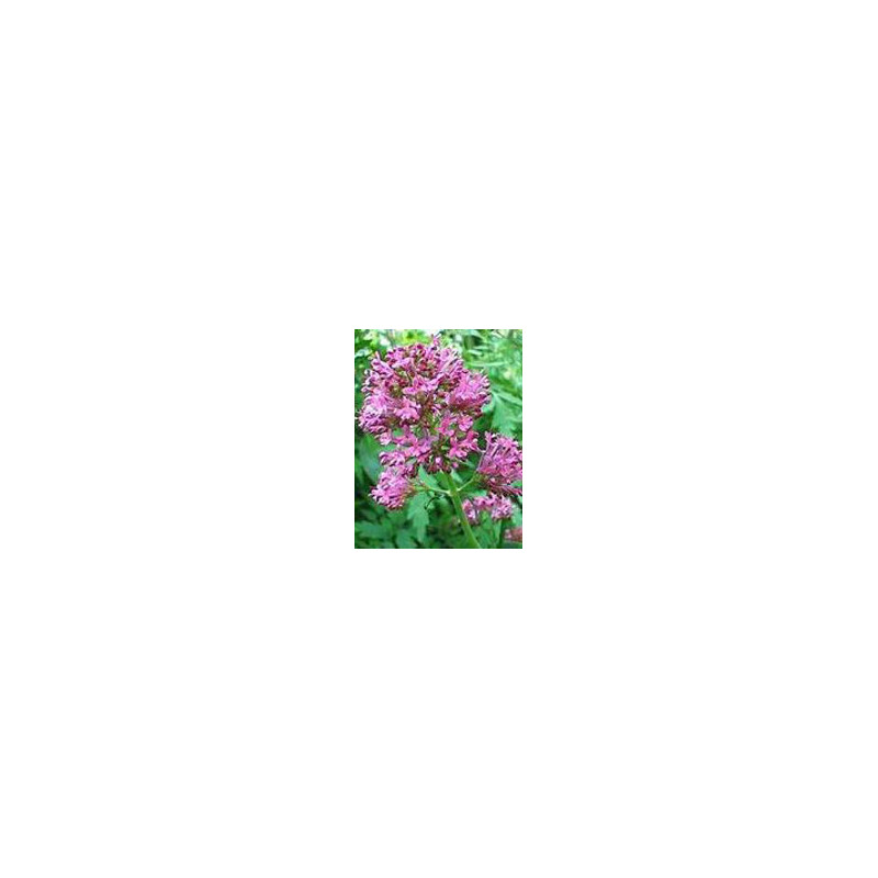 TSA VALERIANA OFFICINALIS 50ML