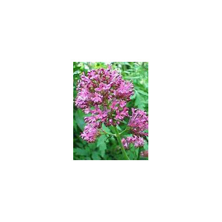 TSA VALERIANA OFFICINALIS 50ML