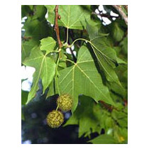 MSA PLATANUS ORIENTA 50ML