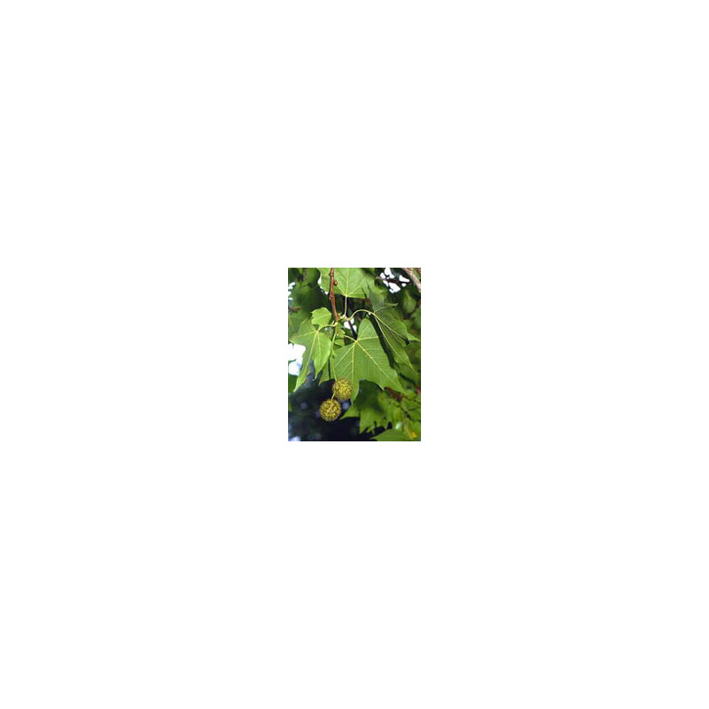 MSA PLATANUS ORIENTA 50ML