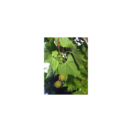 MSA PLATANUS ORIENTA 50ML