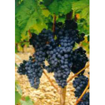 MSA VITIS VINIFERA 50ML