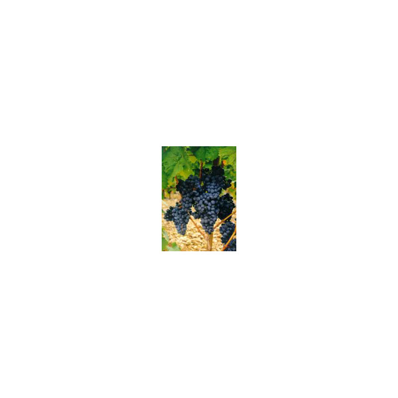 MSA VITIS VINIFERA 50ML