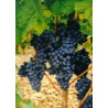 MSA VITIS VINIFERA 50ML